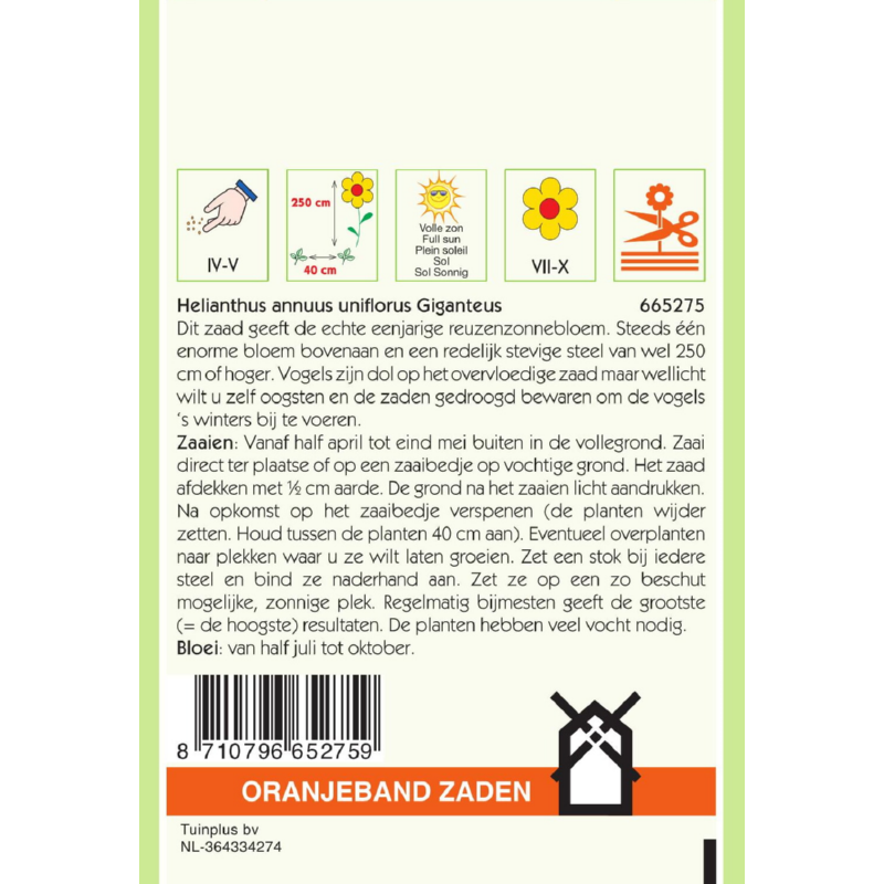 Helianthus, Zonnebloem Giganteus