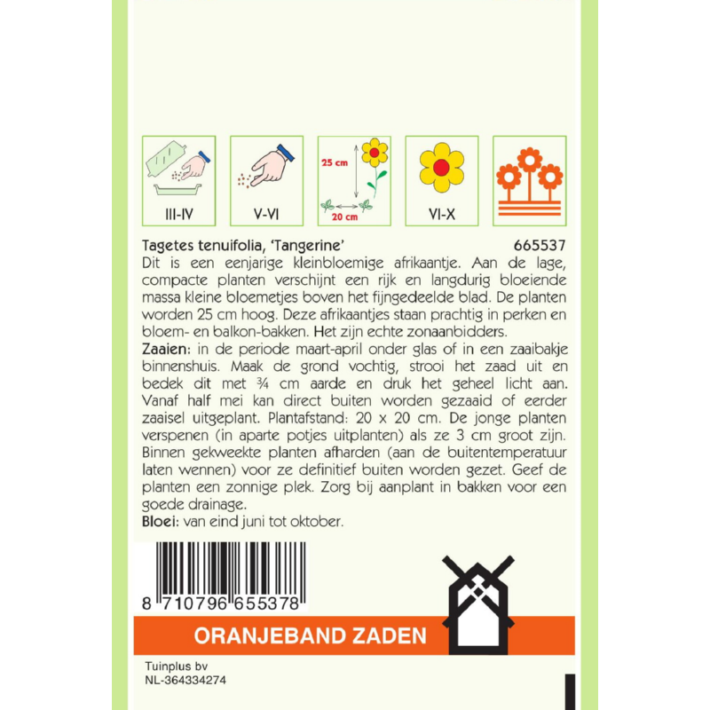 Tagetes, Afrikaan Pumila kleinbloemig, oranje