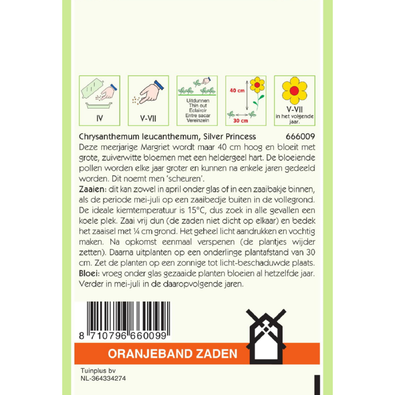 Chrysanthemum, Lage Margriet Silver Princess