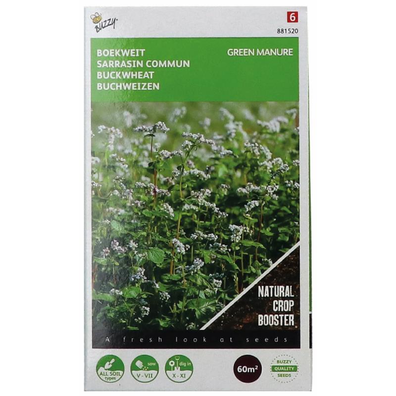 Groenbemester Boekweit