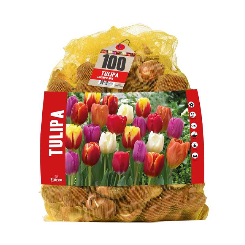 Triumph Tulpen, 100 bollen