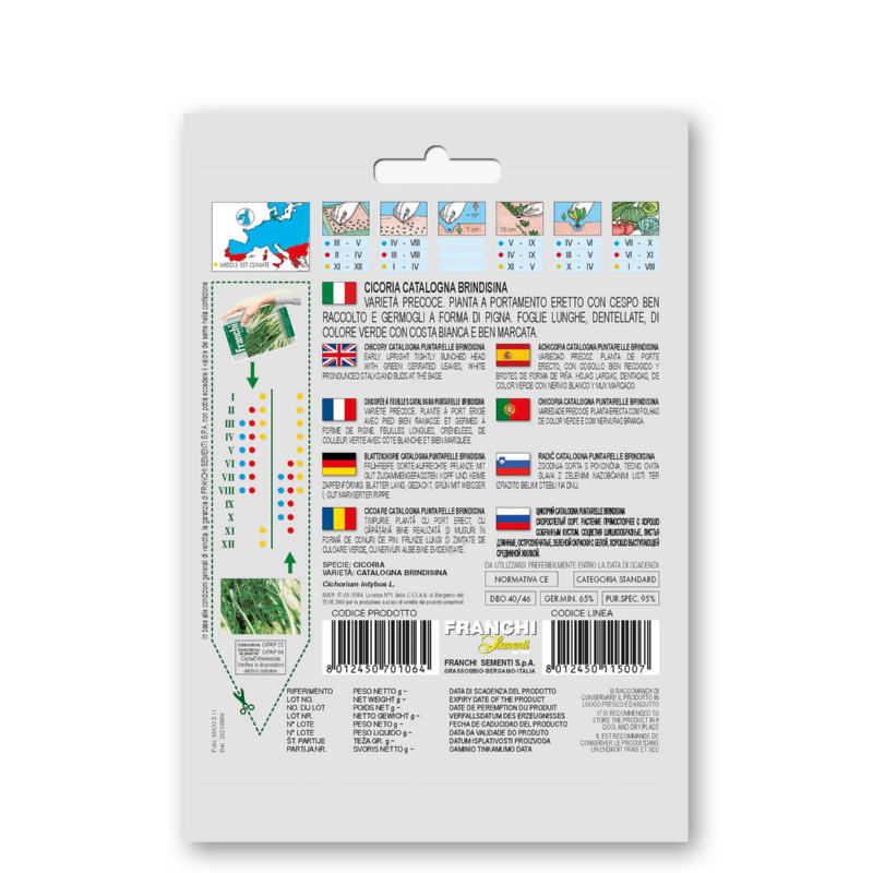 Witlof, Catalogna Puntarelle Brindisina