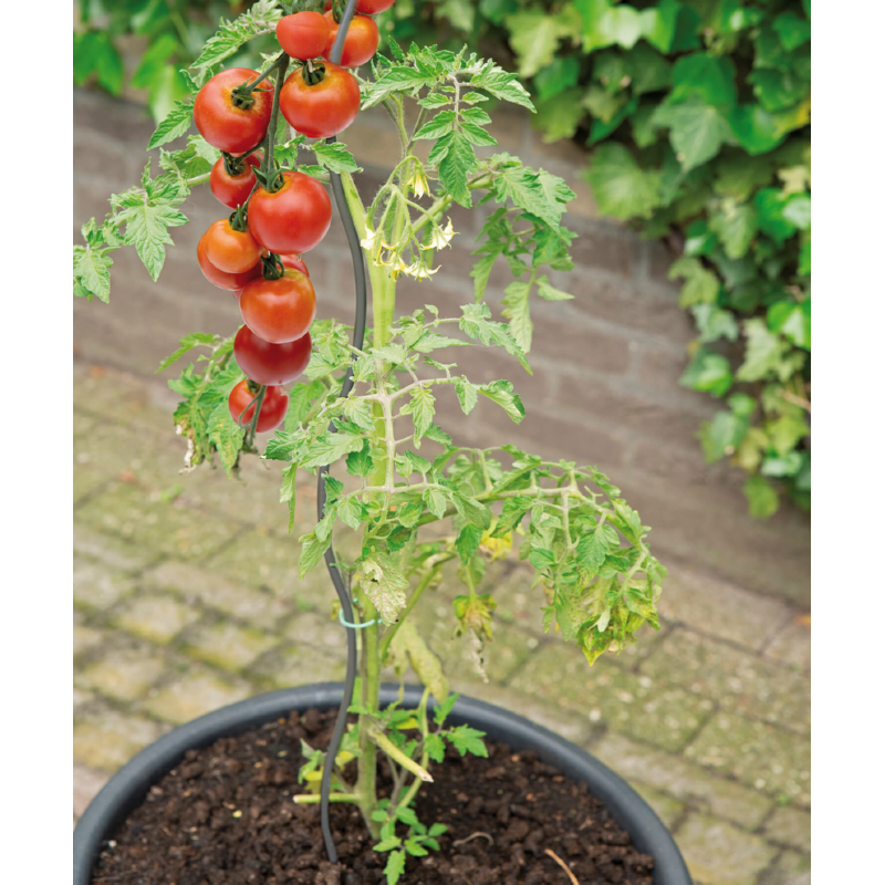 Tomaten spiraal 3 stuks, 180cm