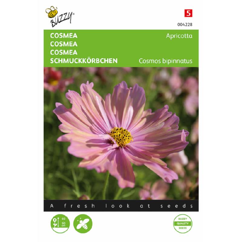 Cosmos, Cosmea Apricotta
