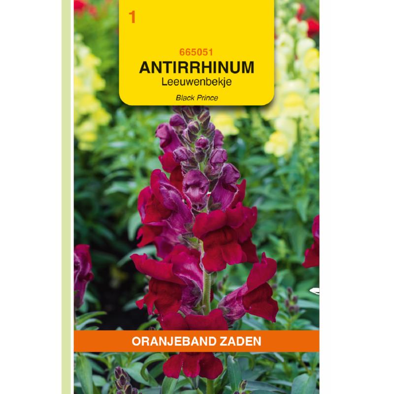 Antirrhinum, Leeuwenbekje Black Prince