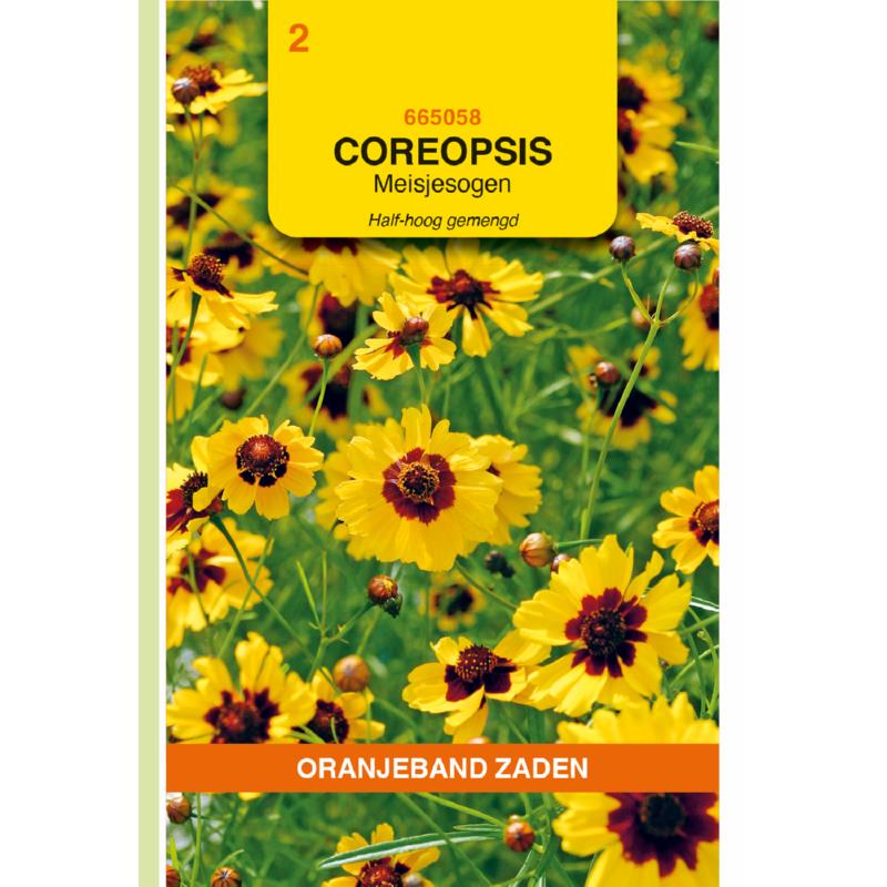 Coreopsis, Meisjesogen Half-hoog gemengd