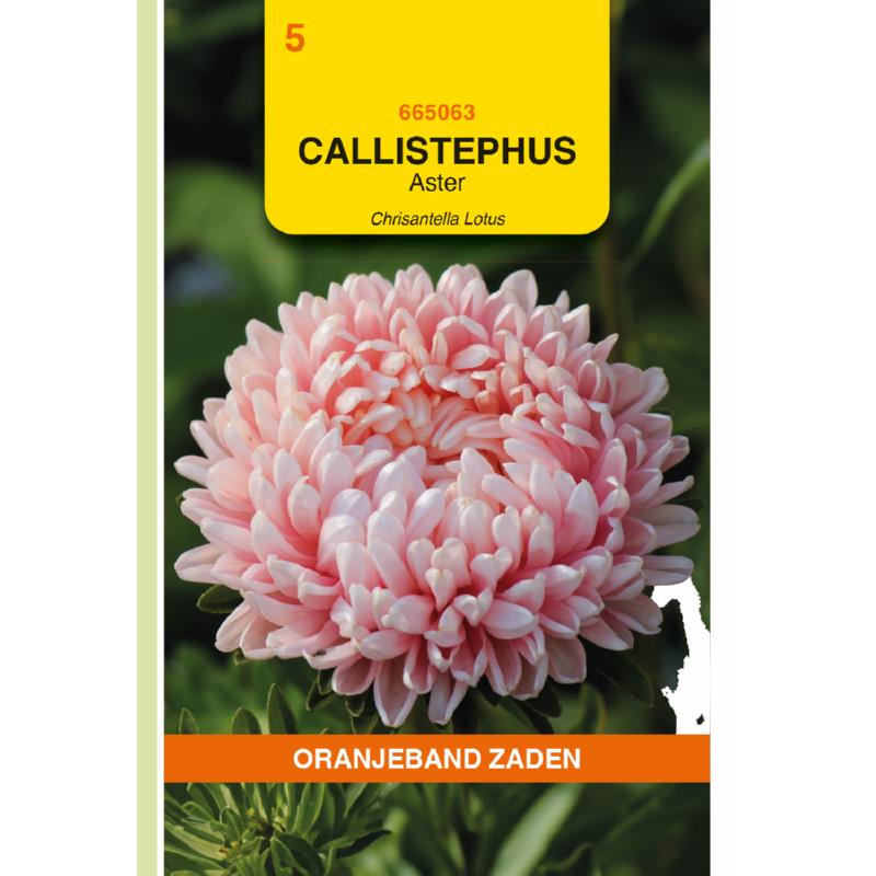 Callisthephus, Chrisantella Lotus