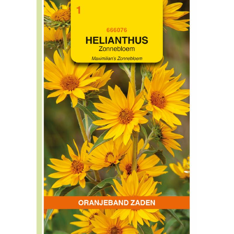 Helianthus, Zonnebloem Maximilian