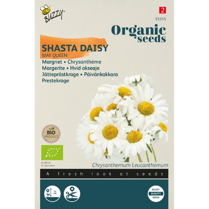 Biologische Chrysanthemum, Margriet May Queen