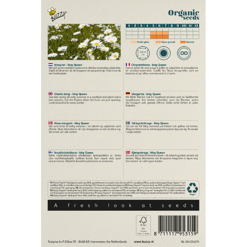 Biologische Chrysanthemum, Margriet May Queen