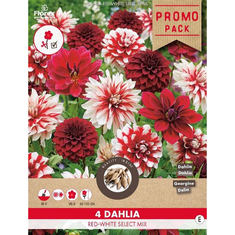 Dahlia Red/White- Select , 4 stuks