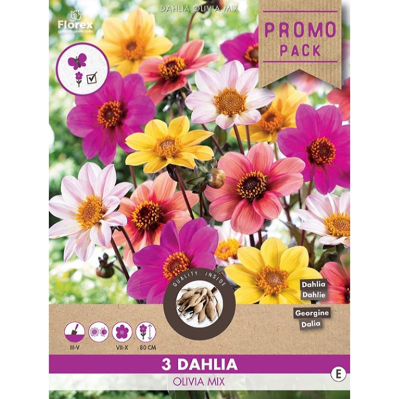 Dahlia Mignon Happy Single Olivia mix,  3stuks