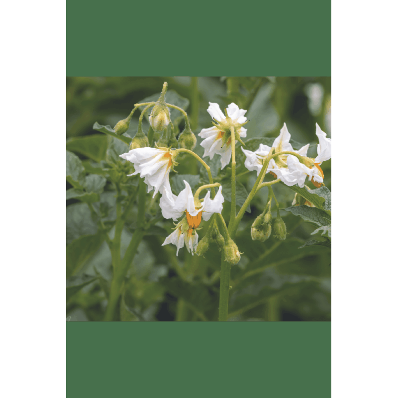 Aardappelzaden Soltastic F1, SOLHY012