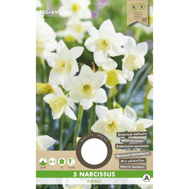 Narcis Botanisch Pueblo, 5 stuks