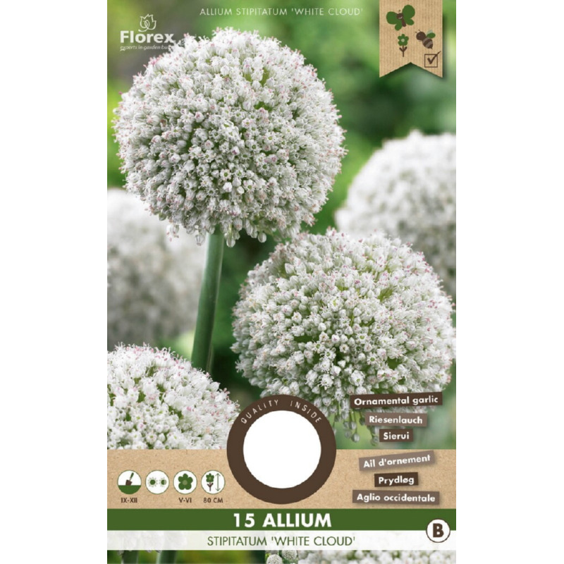 Allium White Cloud, 15 stuks