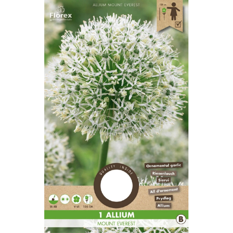 Allium Mount Everest, 1 stuk