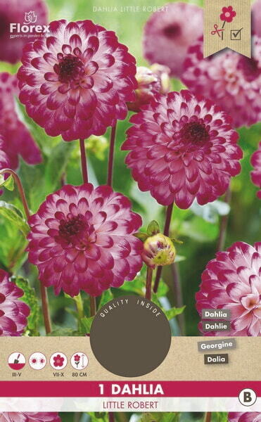 Dahlia Pompon Little Robert, 1 stuk