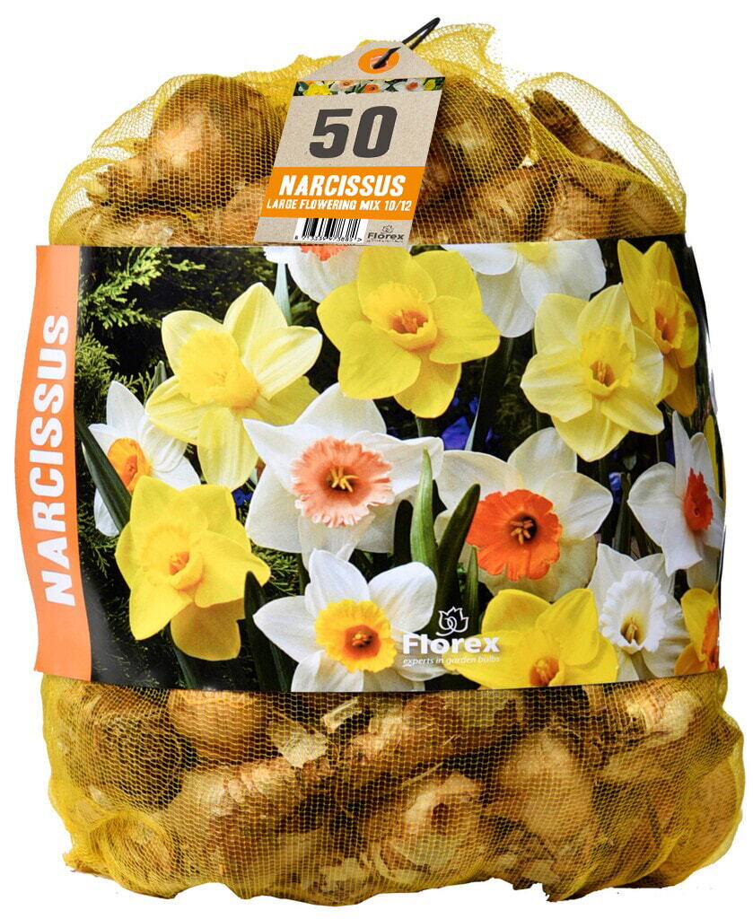 Narcissen, grootbloemig gemengd, 50 stuks
