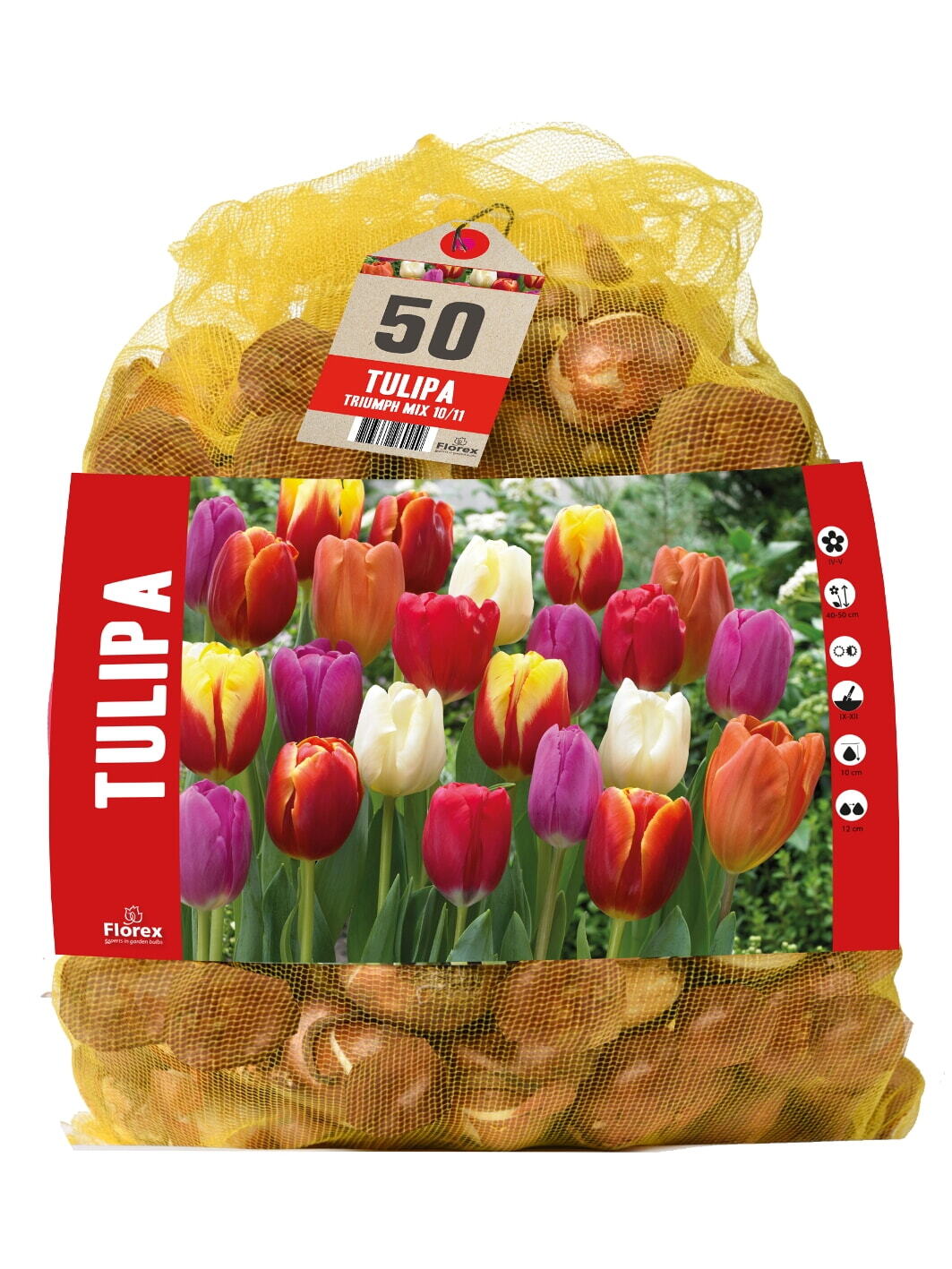 Triumph Tulpen, 50 bollen