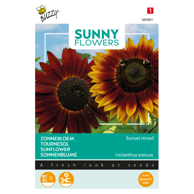Sunny Helianthus, Zonnebloem Avondzon