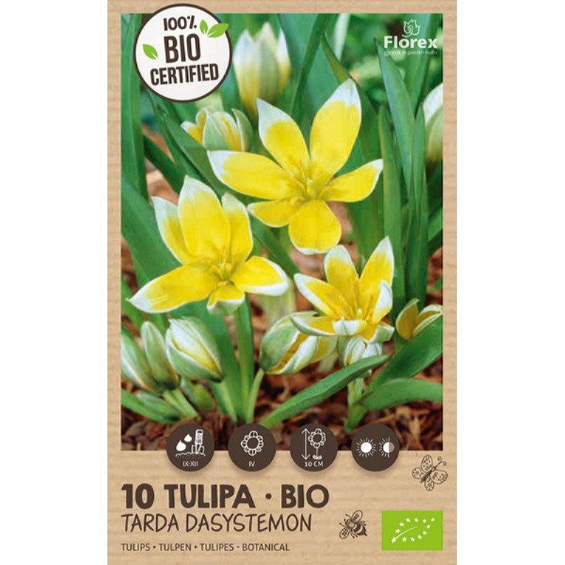 Biologische Tulpen Dasystemon 6/7, 10 stuks