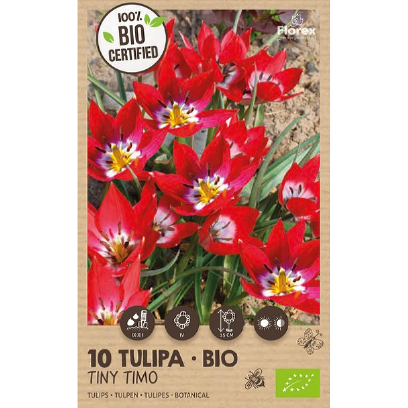 Biologische Tulpen Tiny Timo 5/6, 10 stuks