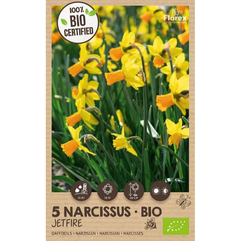 Biologische Narcis Jetfire 10/12, 5 stuks