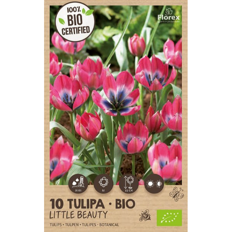 Biologische Tulpen Little Beauty 5/+ 10st.
