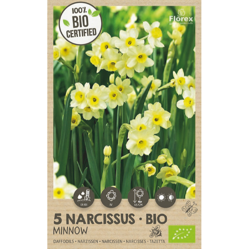 Biologische Narcis Minnow 10/+, 5 stuks