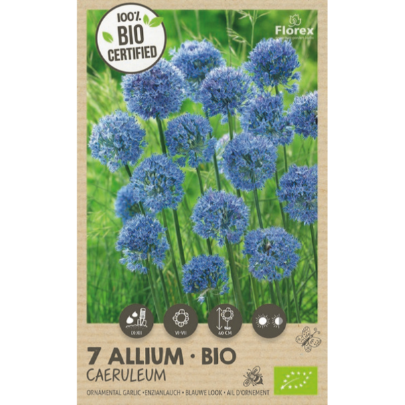 Bio Allium Azureum 4/+, 7 stuks