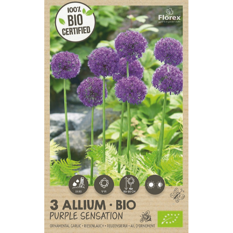 Bio Allium Purple Sensation 10/12, 3 stuks