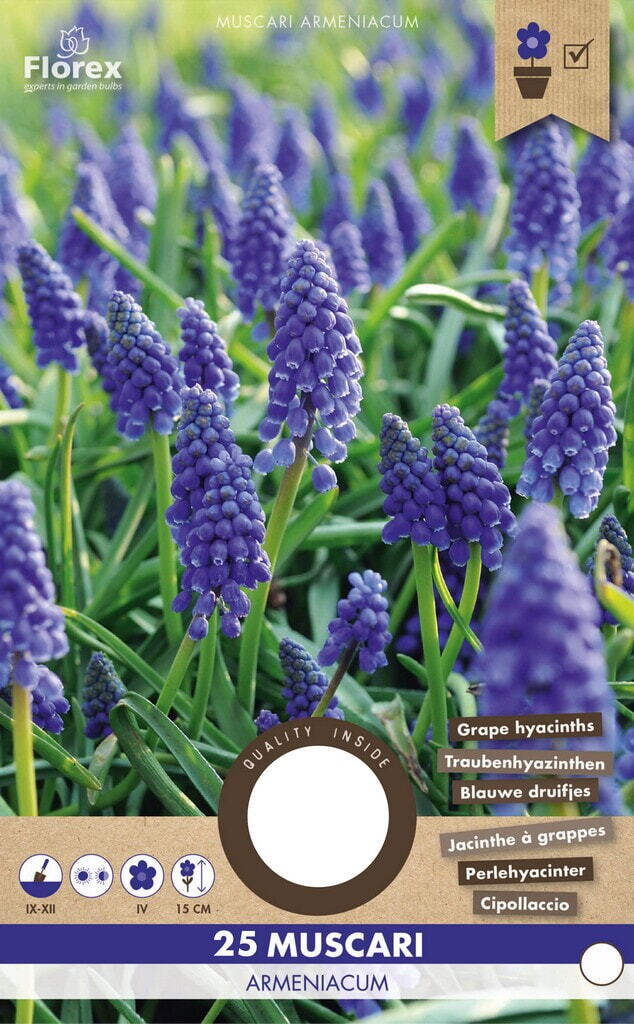 Muscari Armeniacum, 25 stuks