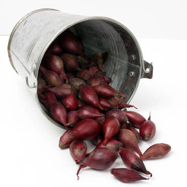 Biologische plantuien Red Baron, 250g