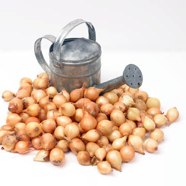 Biologische plantuien Stuttgarter Riesen, 250 gram