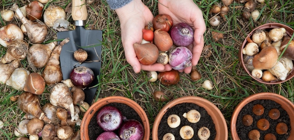 Bloembollen najaar planten 