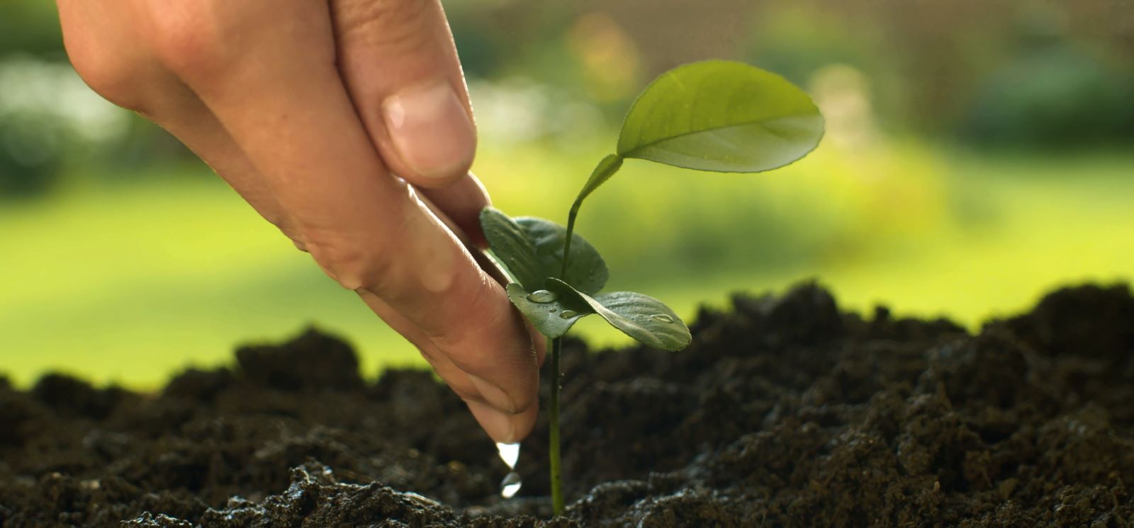 klimaatbestendig tuinieren