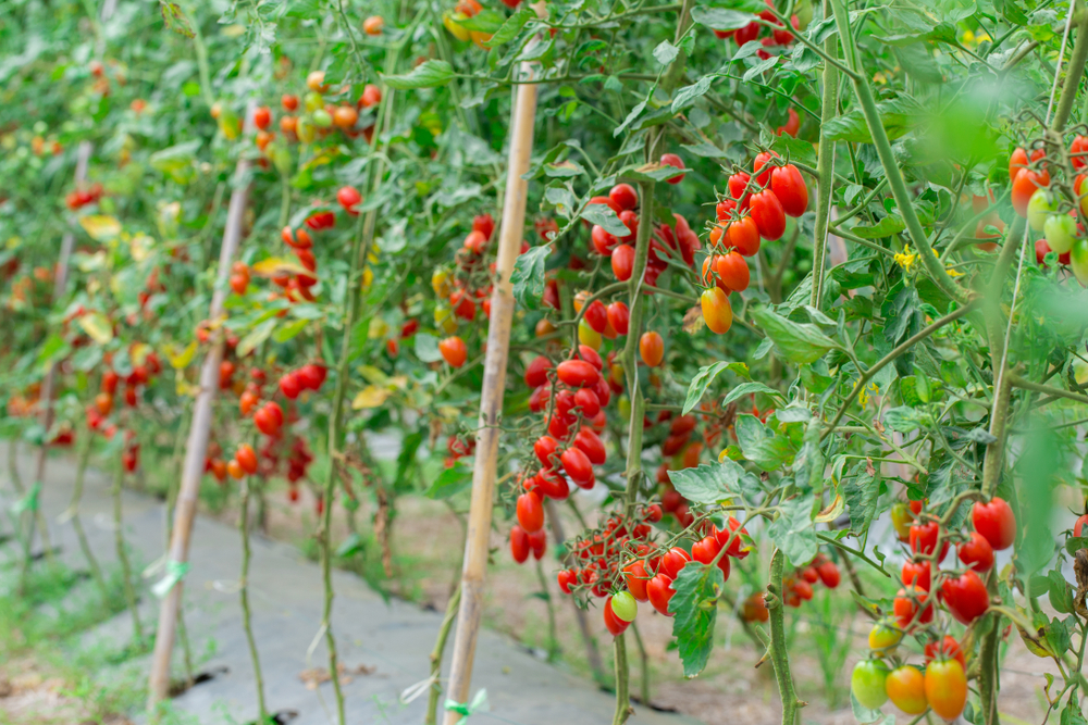 Tomaten zaaien en kweken