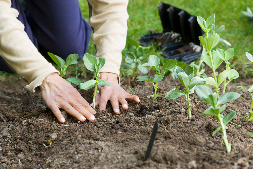 Tuinbonen uitplanten