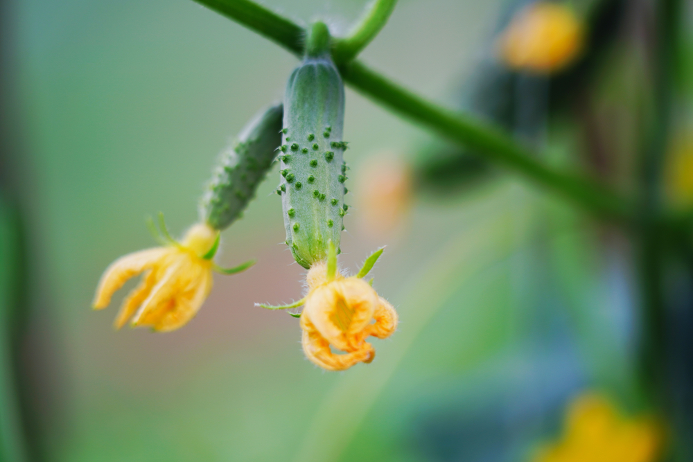 Komkommer met bloem