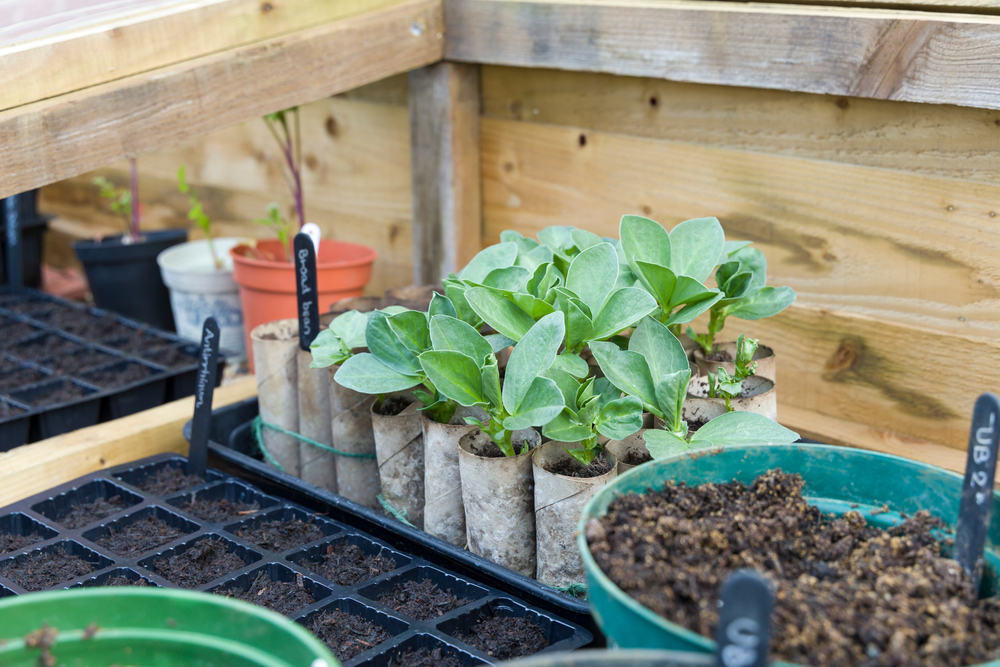 Tuinbonen zaaien