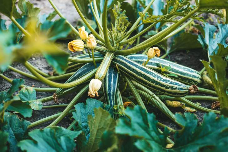 courgette striato