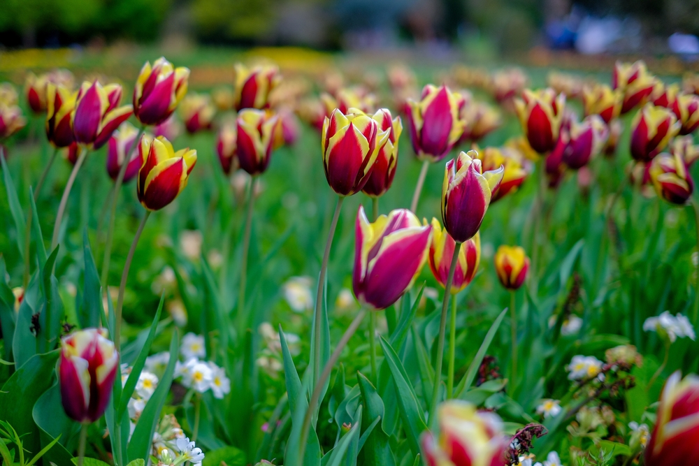 Tulp 'Gavota'
