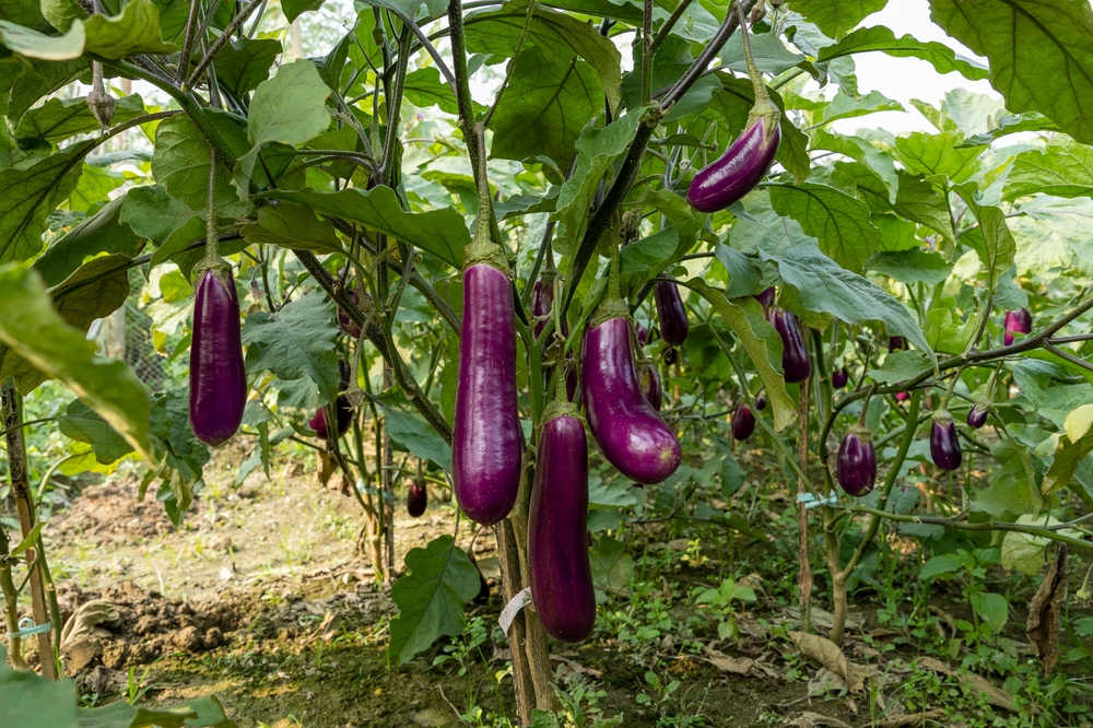 Aubergine kweken en zelf zaaien