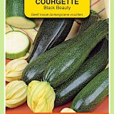 OBZ Courgette Zaden Black Beauty