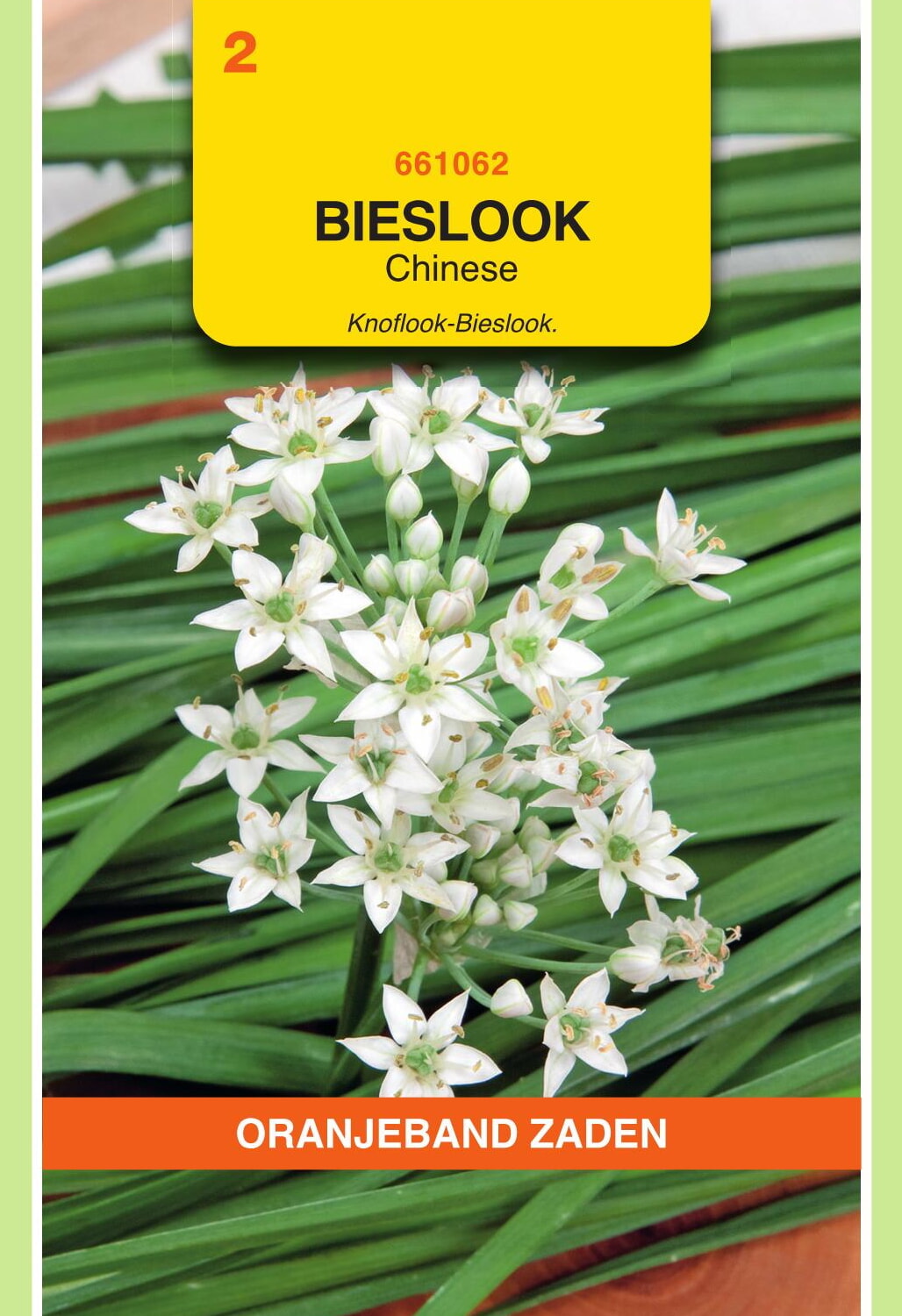 OBZ Bieslook Zaden Chinese