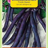 OBZ Stamslabonen Zaden Purple Queen 25g
