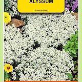 OBZ Alyssum Zaden Sneeuwkleed