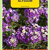 OBZ Alyssum Zaden Royal Carpet