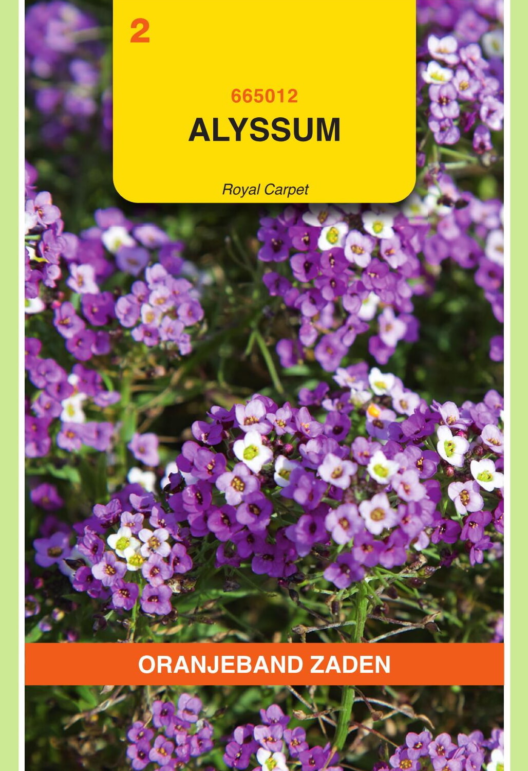 OBZ Alyssum Zaden Royal Carpet