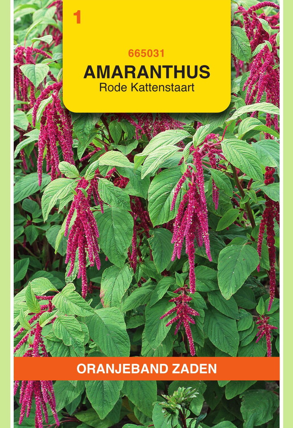 OBZ Kattenstaart Zaden Rood